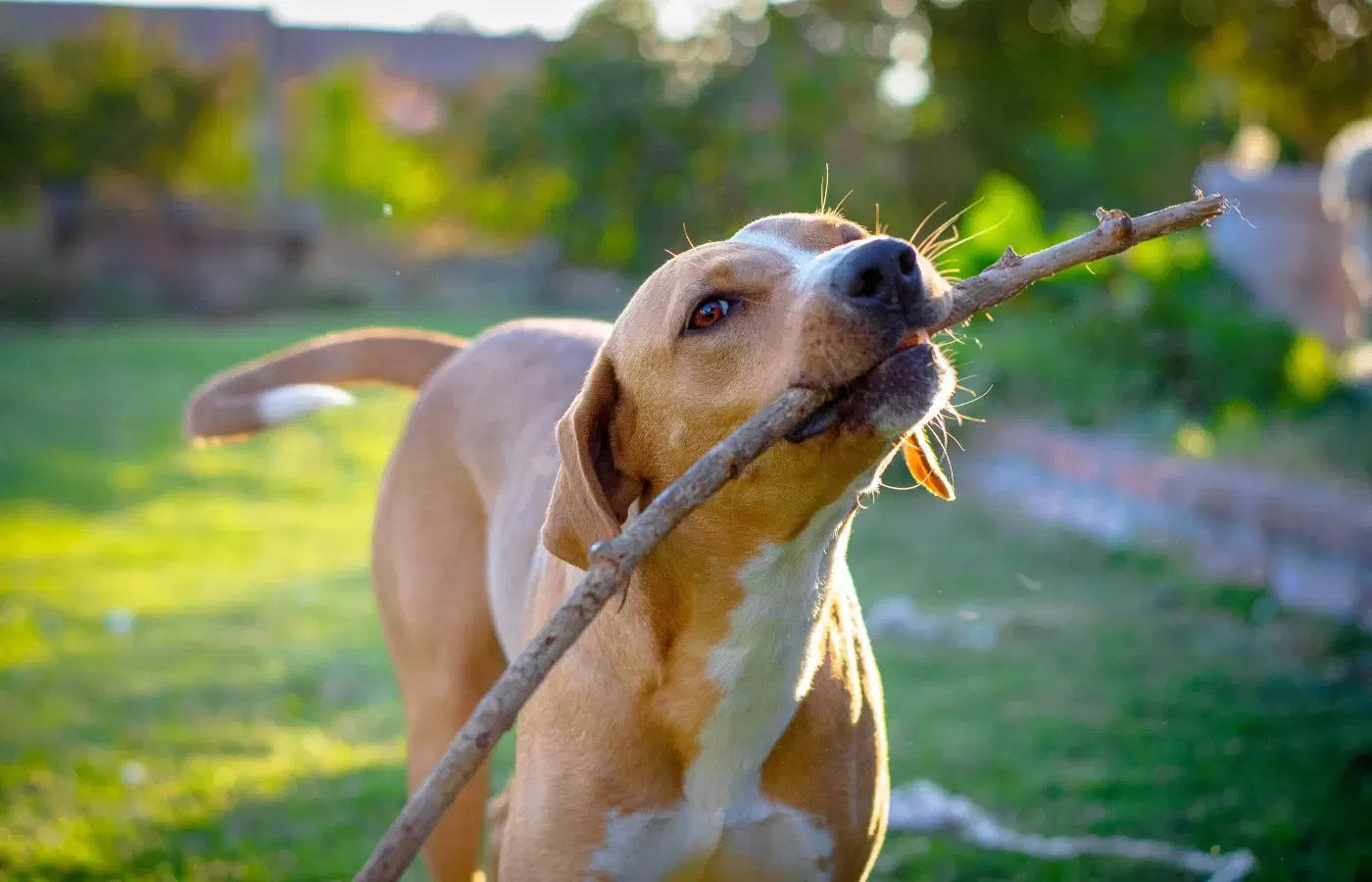 Dog outside holding a stick