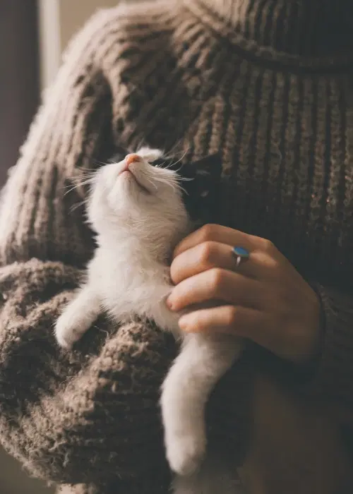 Woman in sweater holding cat