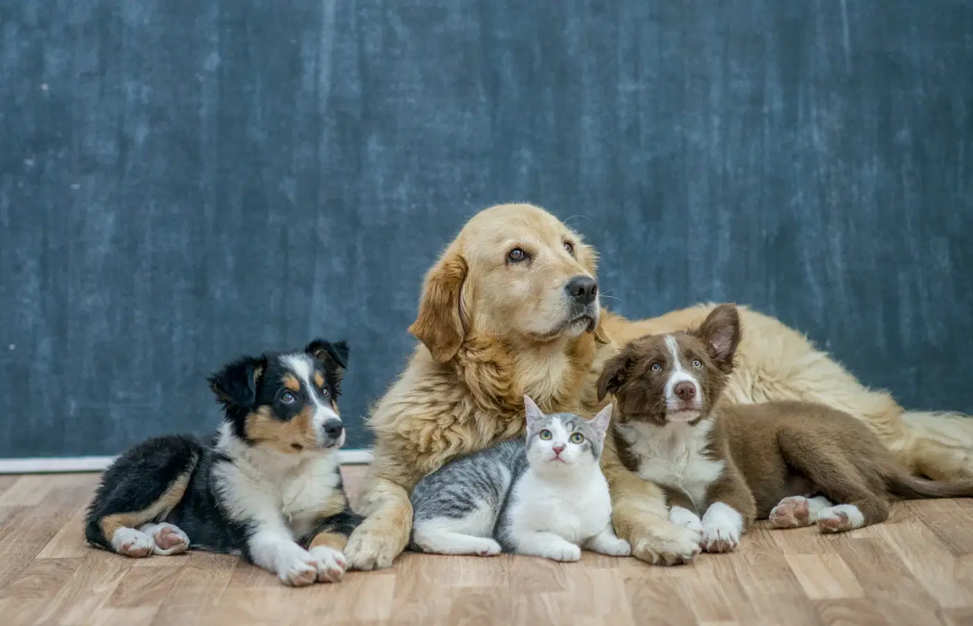 Dogs and cats sitting together