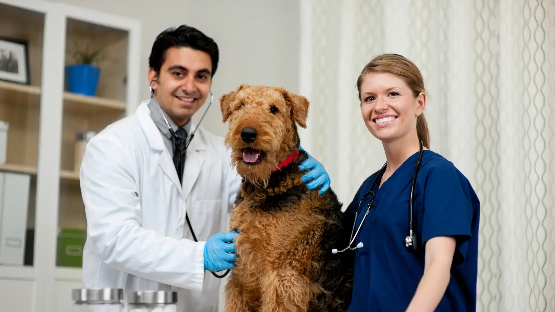 Veterinarian