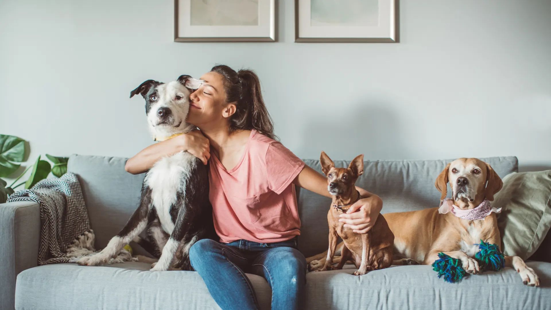 Pet Boarding Facility