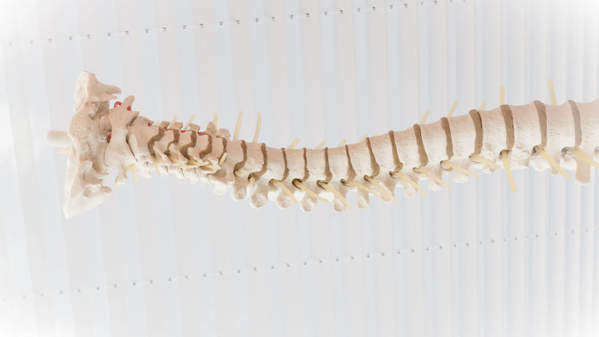 Spine